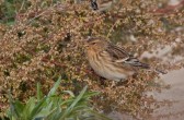 carduelis_flavirostris_f.jpg
